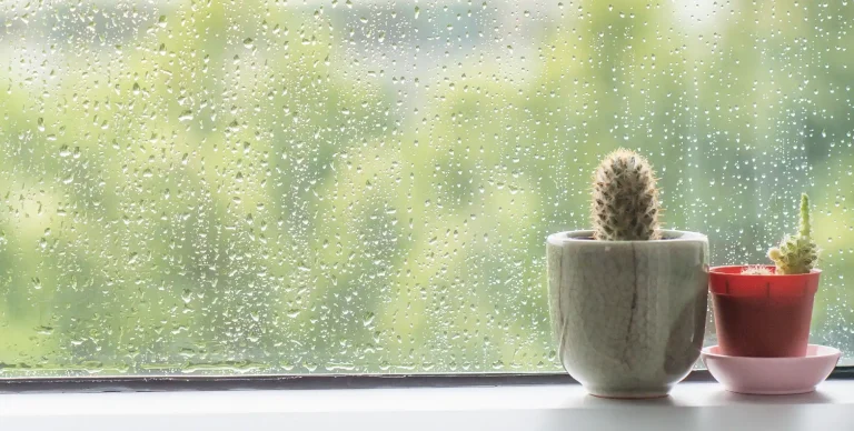 What Are Storm Windows? The Secret to a Warmer, More Efficient Home.