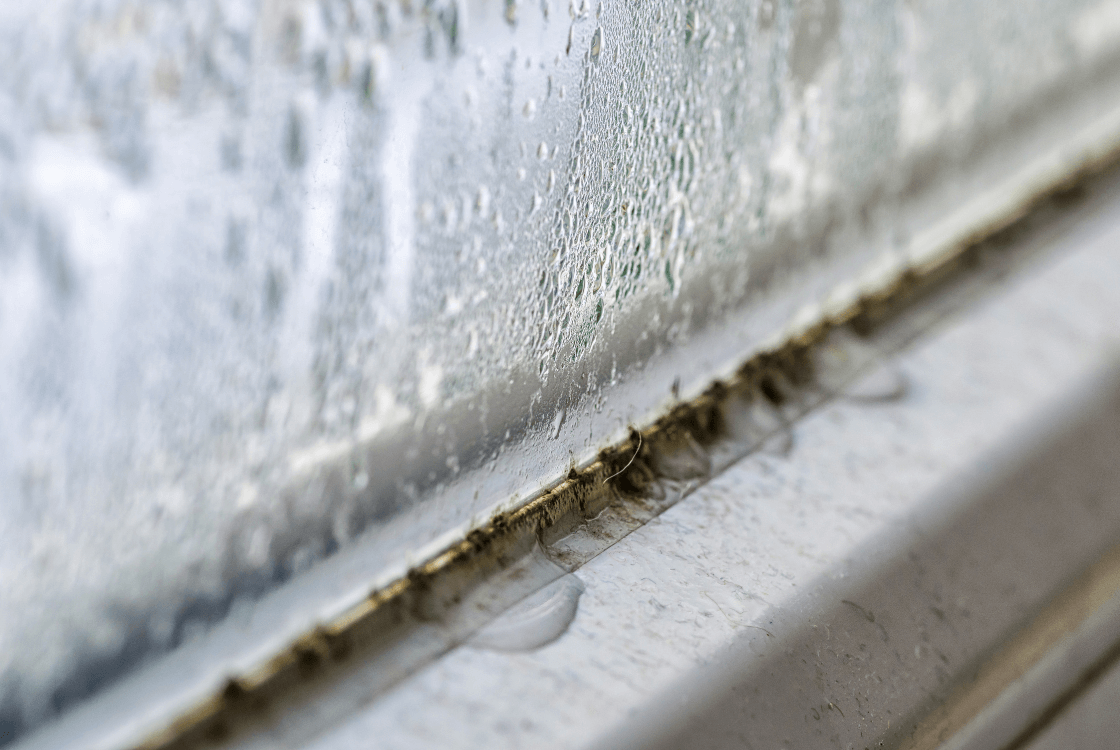 Effective strategies for combating window mold